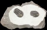 Pair Of Undescribed Proetid Trilobites From Jorf #54371-3